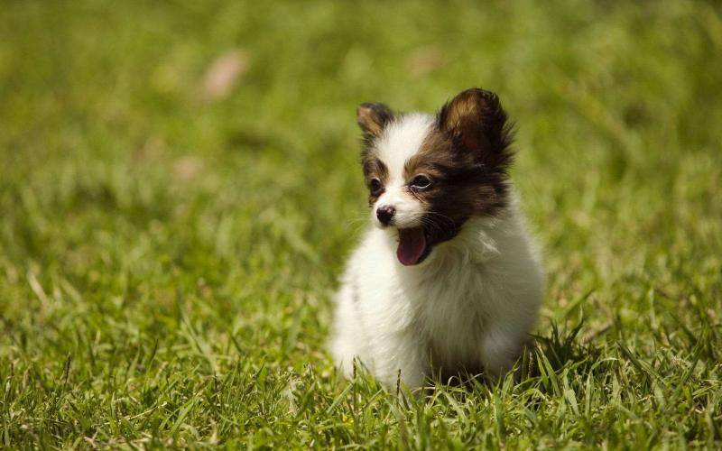 How to feed the butterfly dog