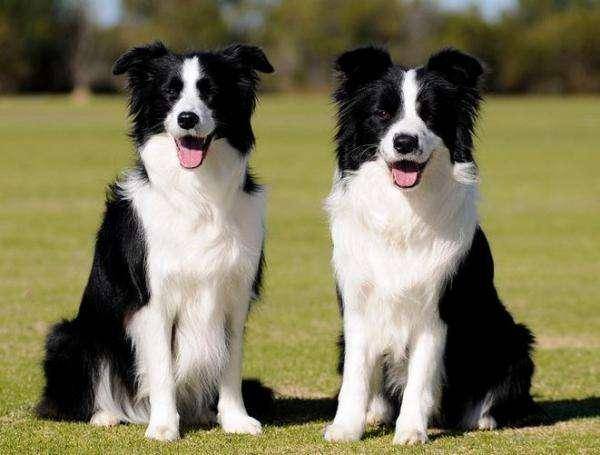 What if border collies don't eat