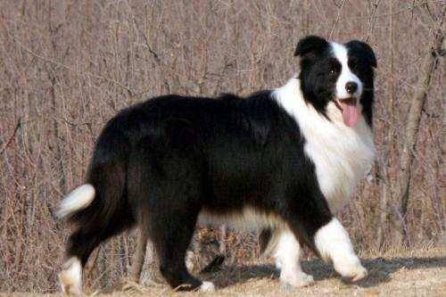 How to treat border collie mites