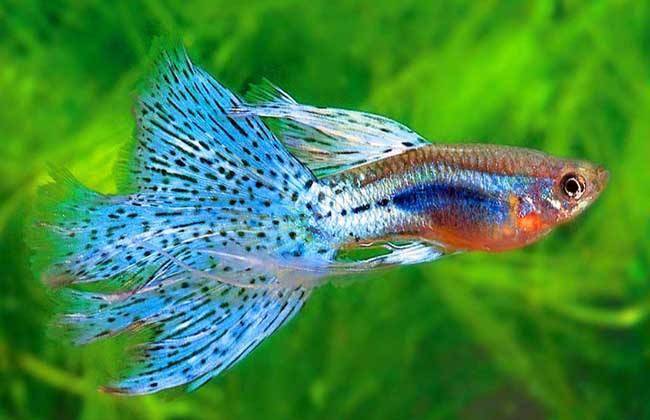What do peacock fish eat?