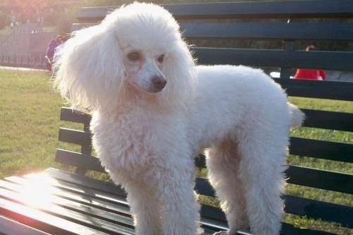 What to do about tear stains in poodles