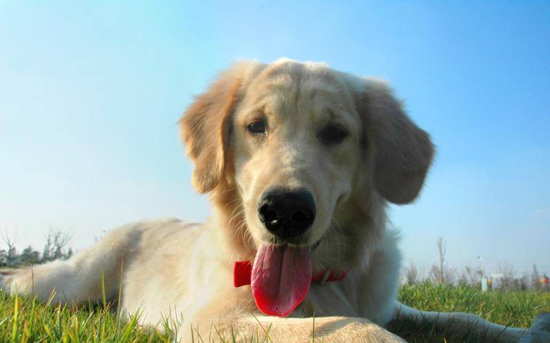 How to feed a Labrador puppy