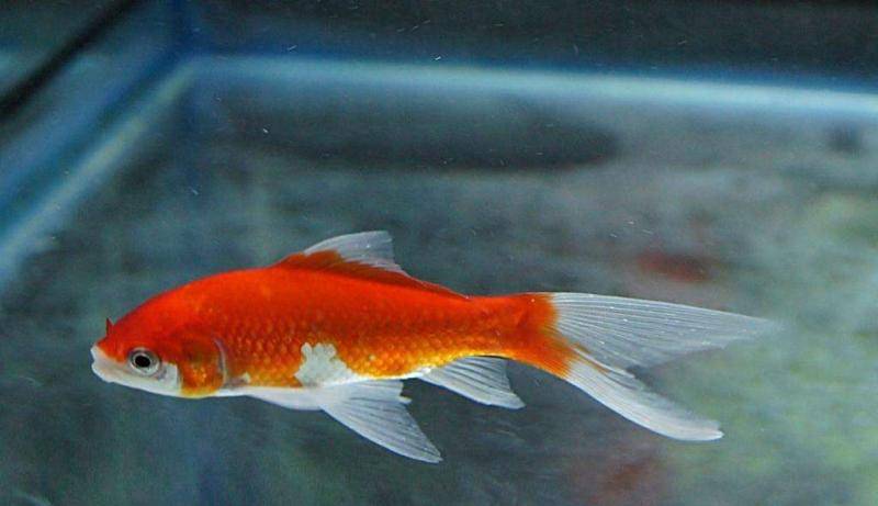 What color can goldfish eggs hatch