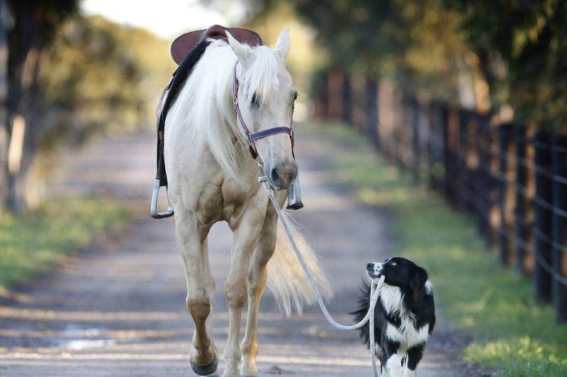 Does the Border Collie need to be shaved?