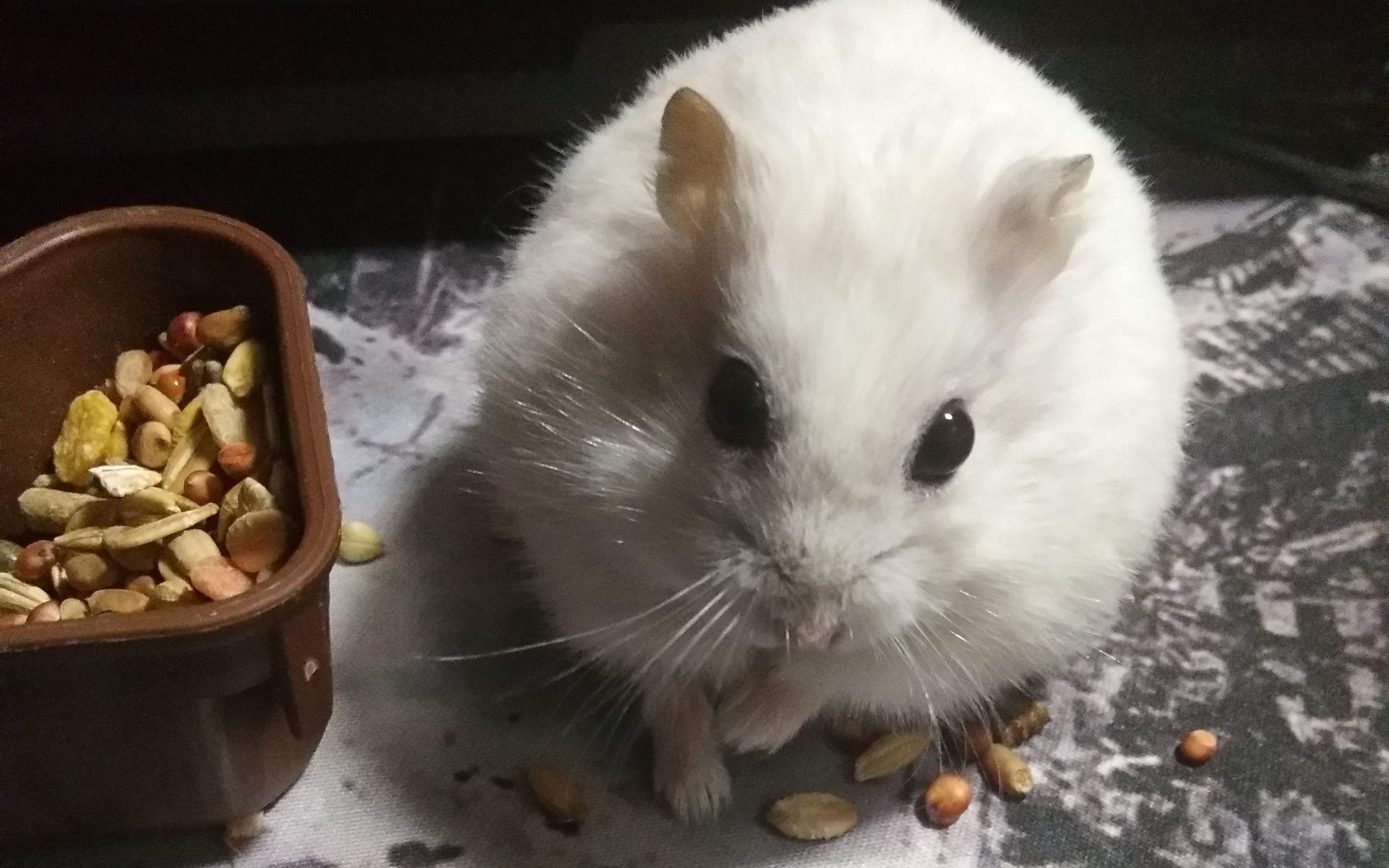 Do hamsters recognize their owners