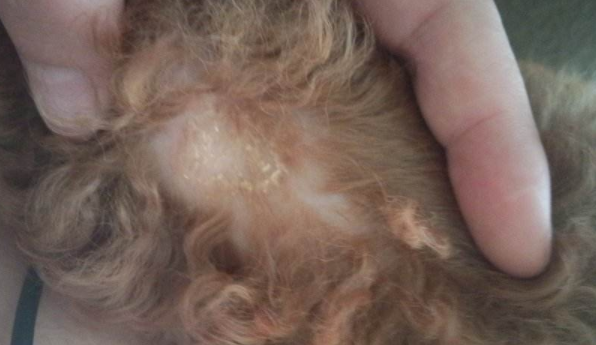Teddy skin disease hair loss how to do
