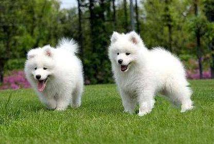 What fruits can Samoyed eat