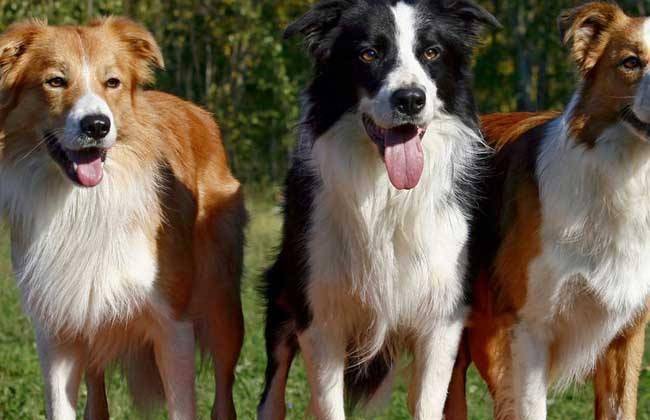 Golden Retriever and Border Collie which is good to raise