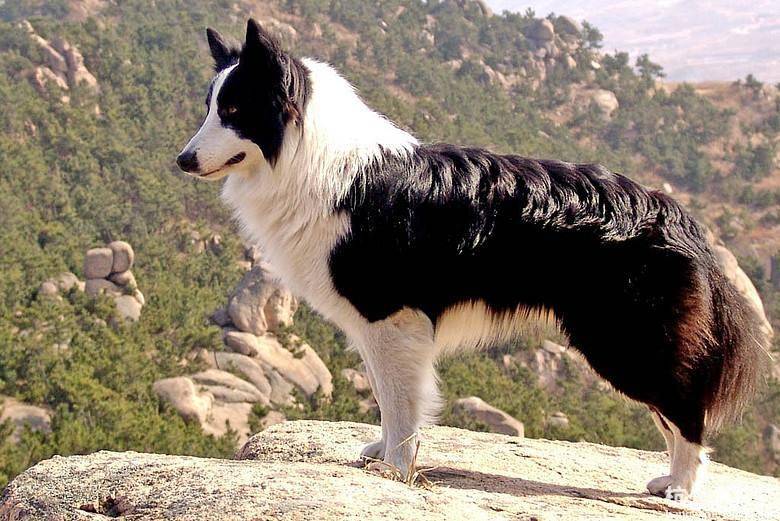 Can a Border Collie outwit a wolf?