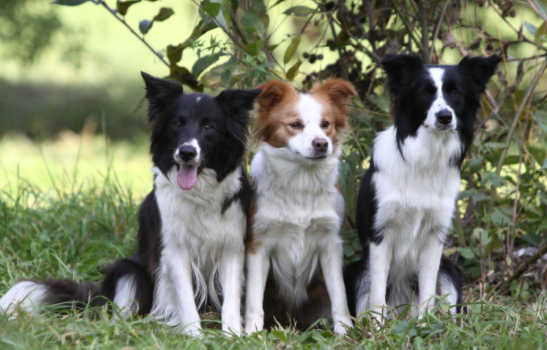 Border collie like to bite how to do