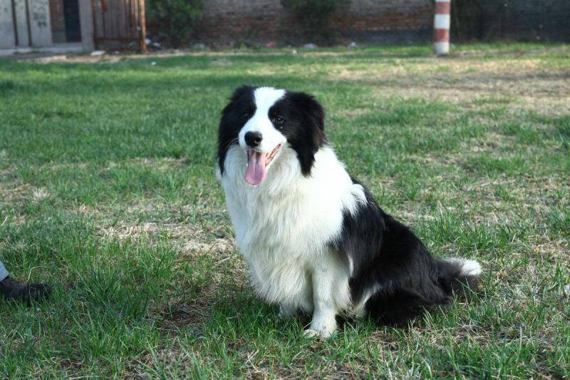 What kind of food is good for the border collie