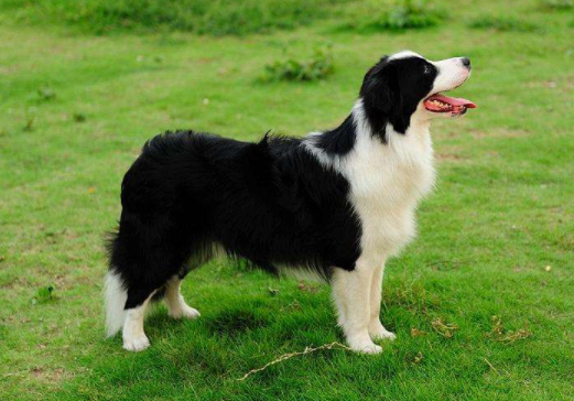 Which is better, the Border Collie or the Spaniel