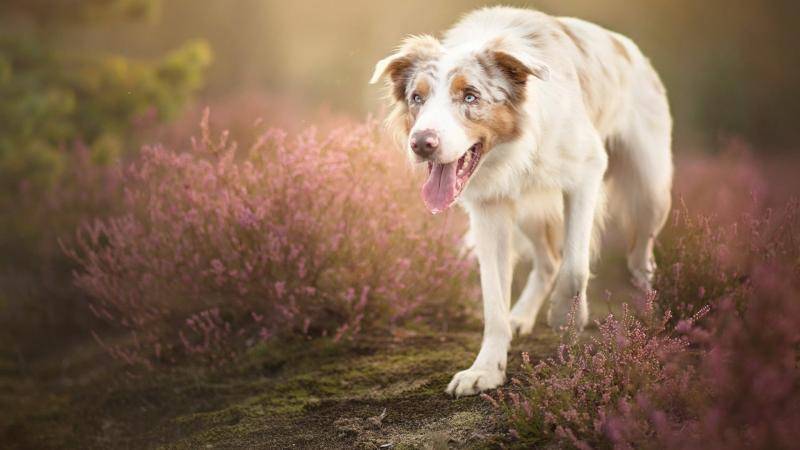 Can dogs eat eggs?