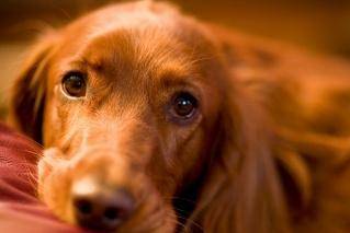 Golden Retriever in addition to dog food to eat what