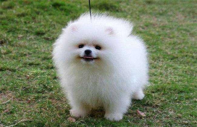 Can Bichon and Pomeranian be raised together