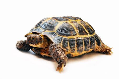 How long does a tortoise live