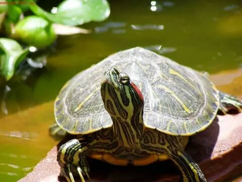 How to keep a Brazilian turtle