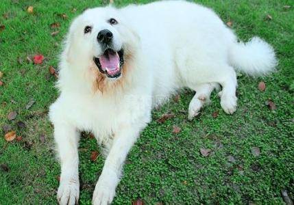 What are the disadvantages of the Great Pyrenees