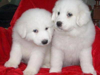 What do you pay attention to when raising big pyrenees