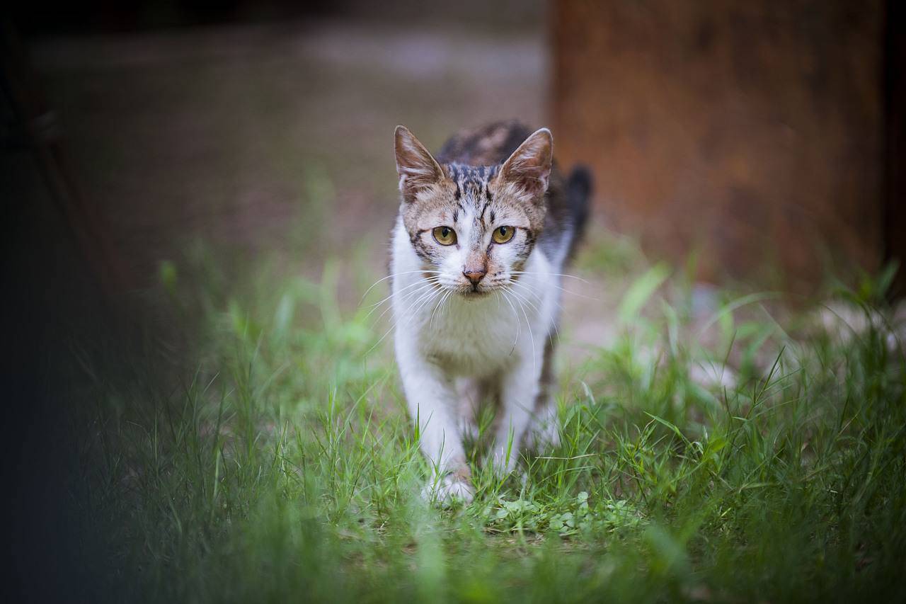 Do cats have feelings for their owners