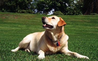 What to feed Labrador