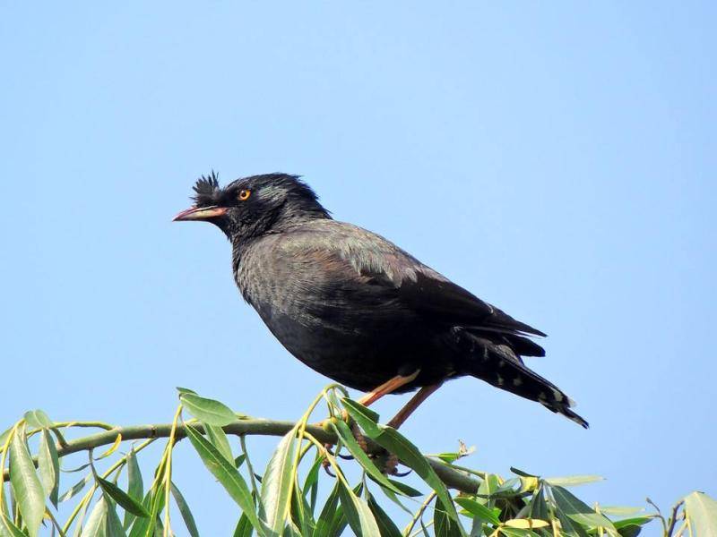 How can starlings talk