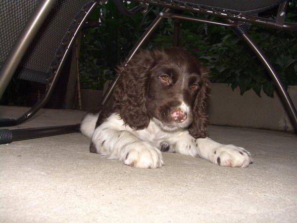Advantages and disadvantages of the Spaniel