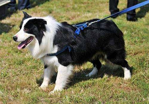 Border collie keep barking is why