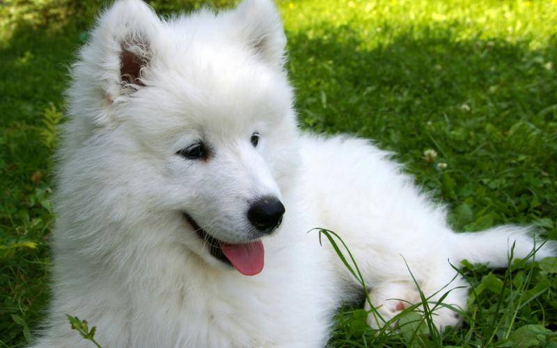 Do Samoyeds eat a lot?