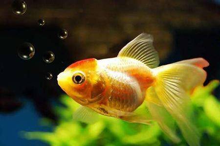 What does goldfish eat grow fast