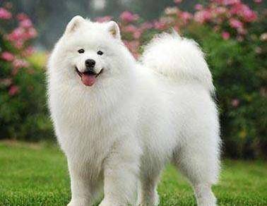 What Samoyed likes to eat