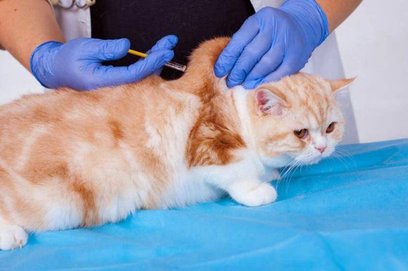 Precautions for cat vaccination