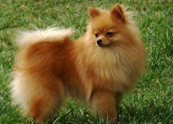 Pomeranian eat much vomit how to do