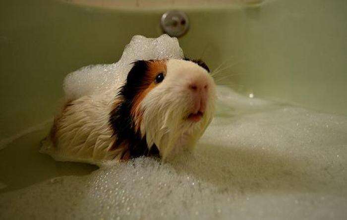 How do Dutch pigs take a bath