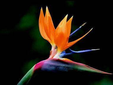 Are birds of Paradise suitable for raising at home