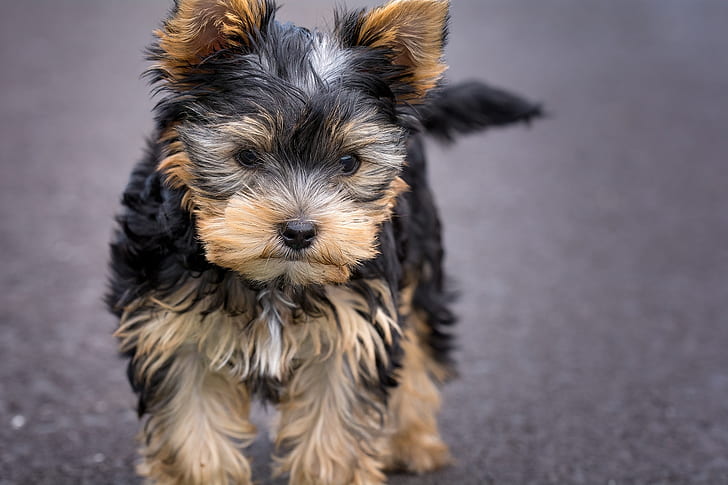 adorable-animal-canine-cute.jpg