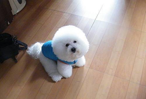 How many times a day do you feed your Bichon Frise?