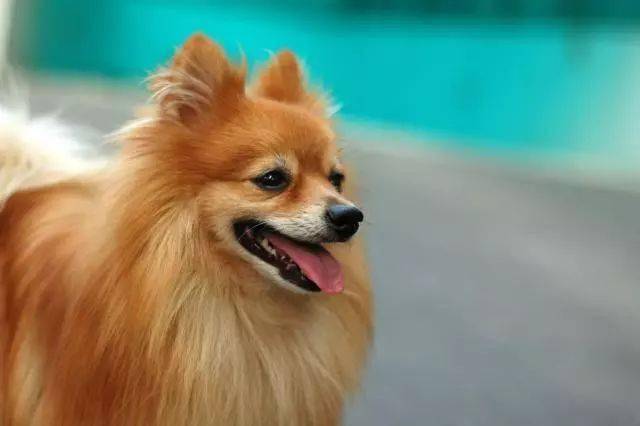How does Pomeranian dermatosis drop hair to do