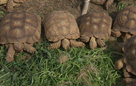 How to raise sukada tortoises