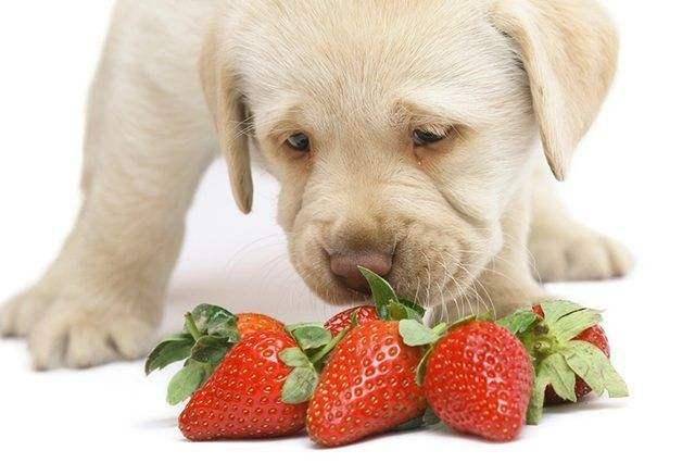 Can dogs eat fruit?