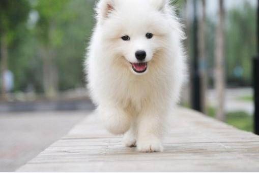 What Samoyed likes to eat