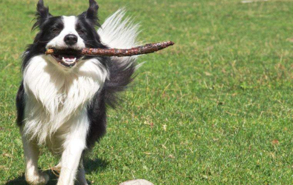 Which is better: Border Collie or Doberman