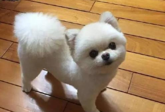 Pomeranian when he's not happy