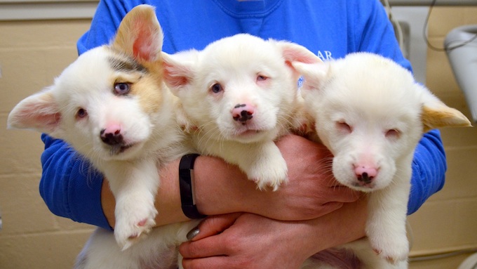 Helen_Ray_Stevie_Special_Needs_Puppies_1.jpg