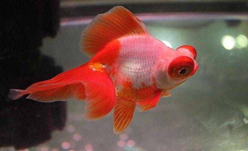 The goldfish changes water every few days