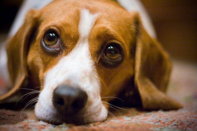 How to cure ear mites in dogs