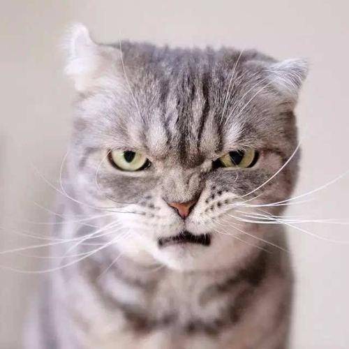 A cat's angry behavior