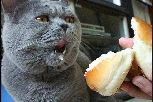 Can cats eat bread