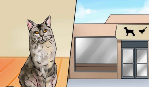 How to remove the smell of cat urine