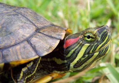 How to raise Brazilian turtles in winter